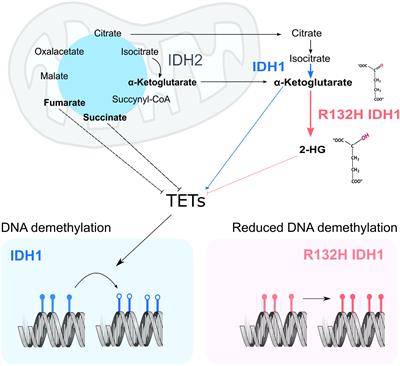 IDH1: Linking Metabolism and Epigenetics